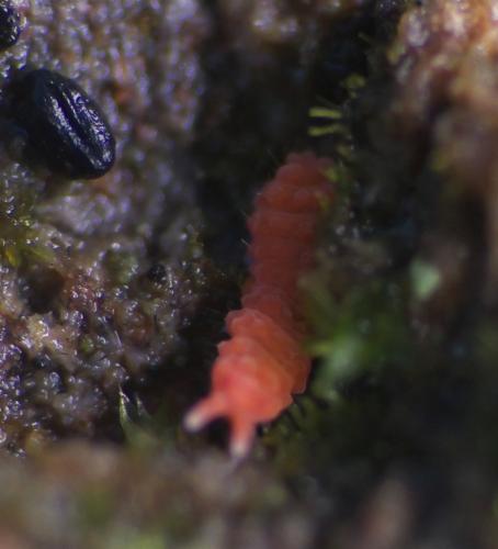 Bilobella braunerae